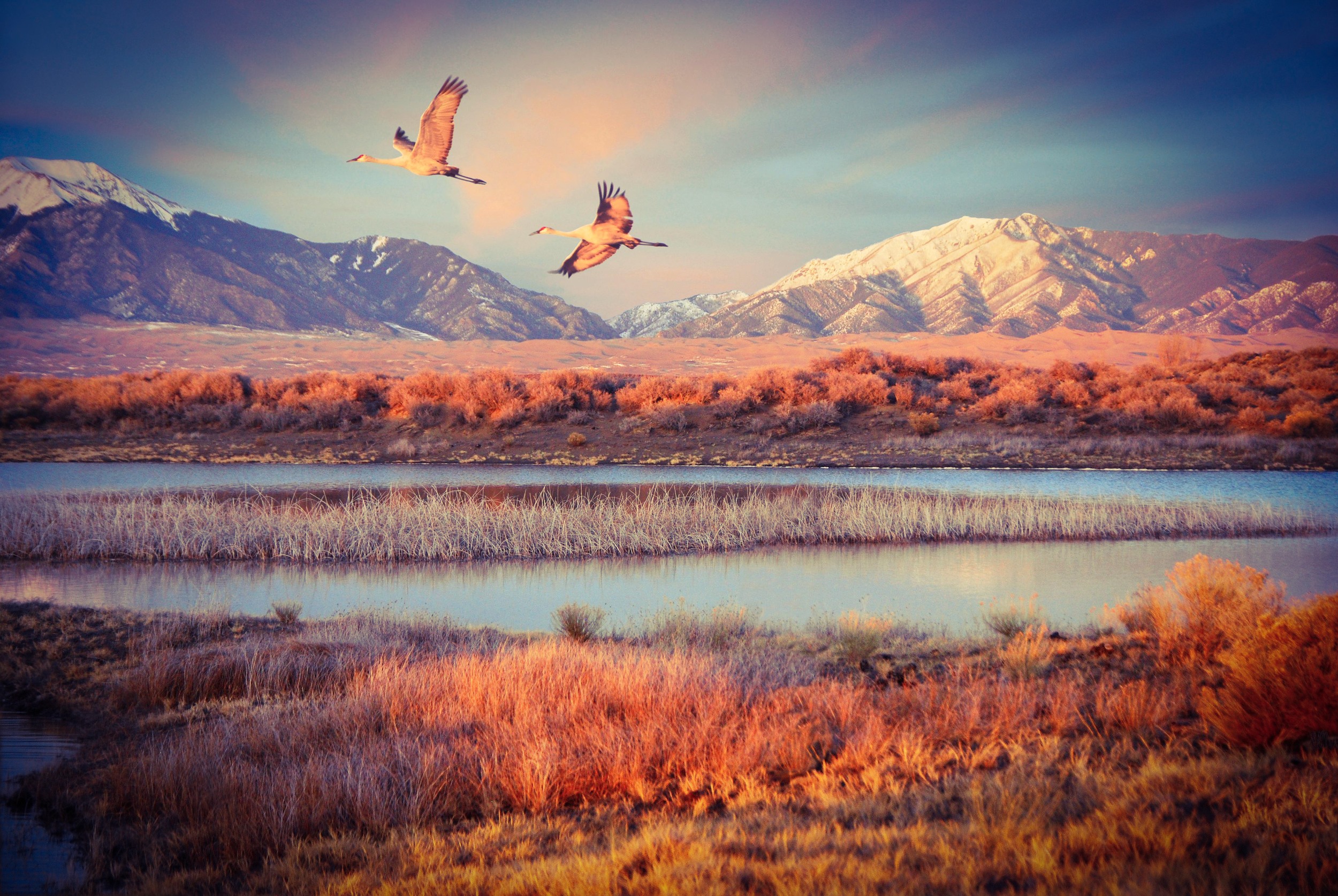 Sandhill Cranes Fly Over Wetlands Of Great Sand Dunes National Park