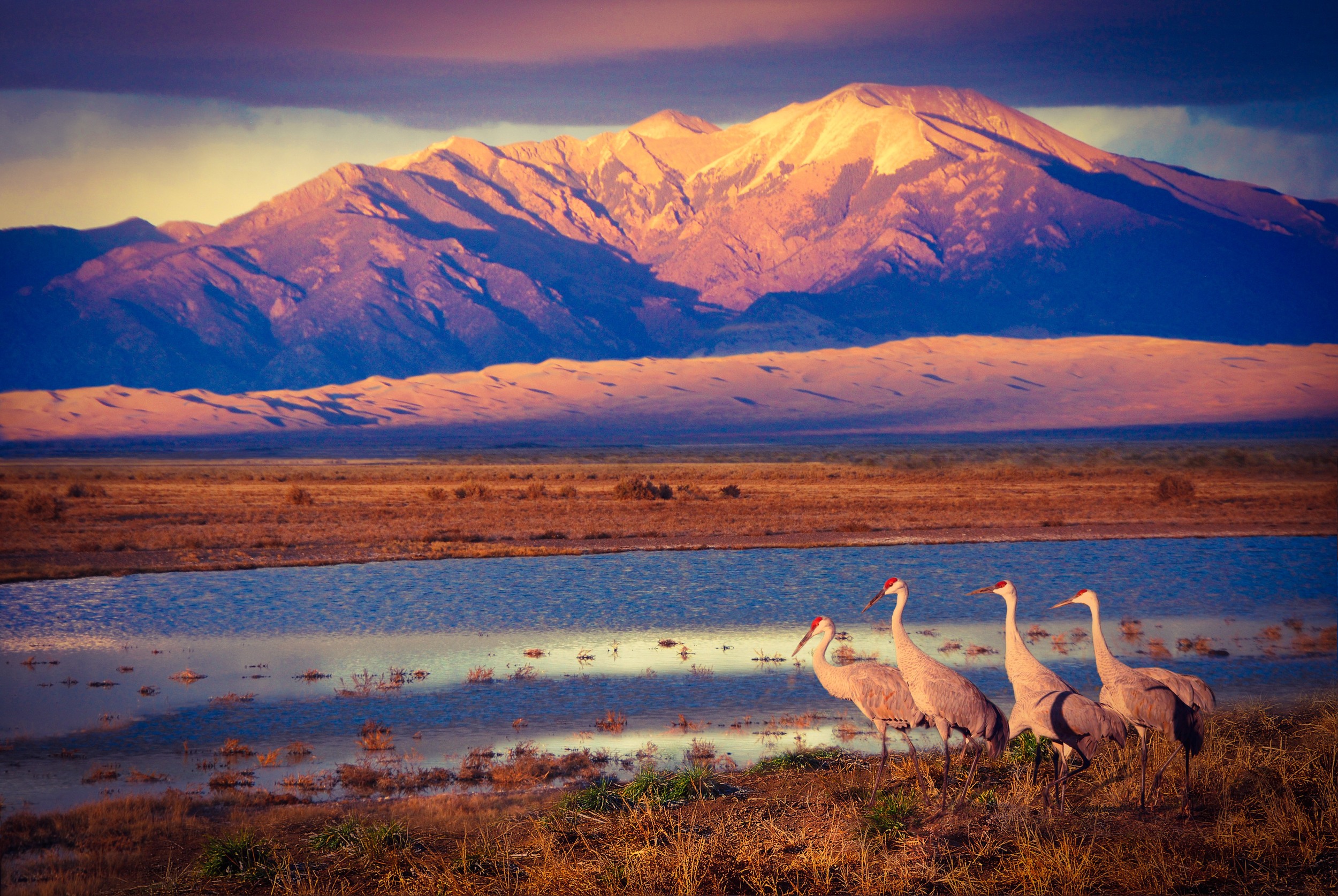 Sandhill Cranes Near Wetlands At Sunset