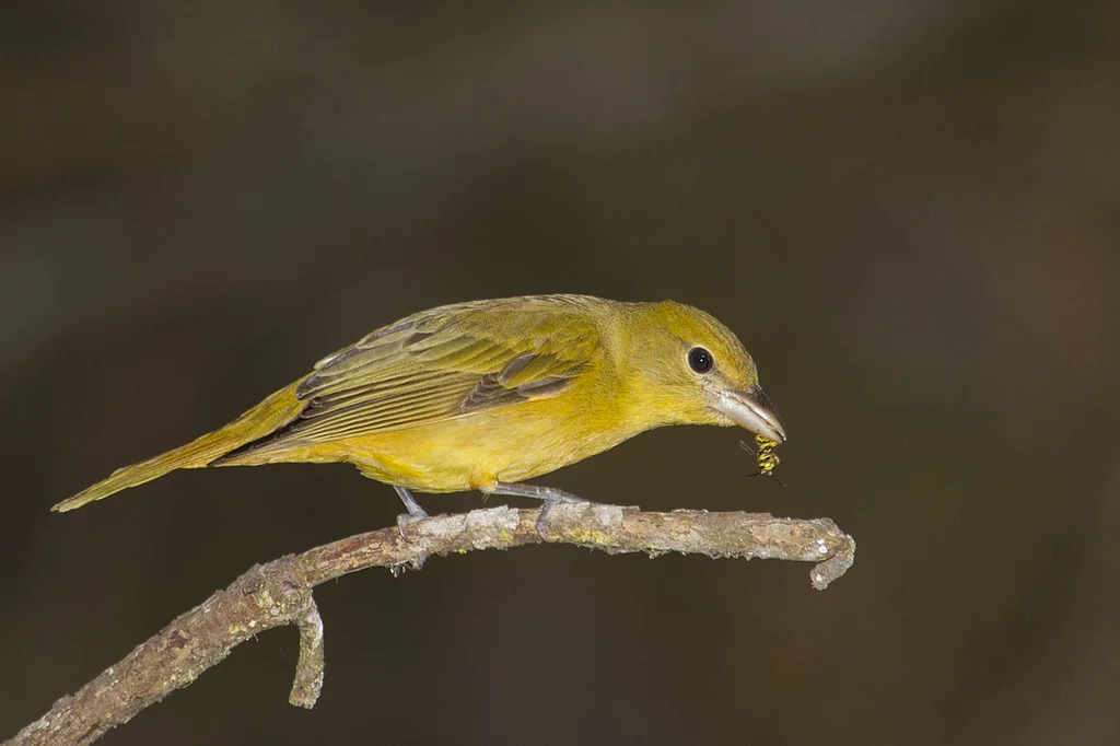 Summer Tanager Female With Yellow Jacket - Photo By: © Marlin Harms