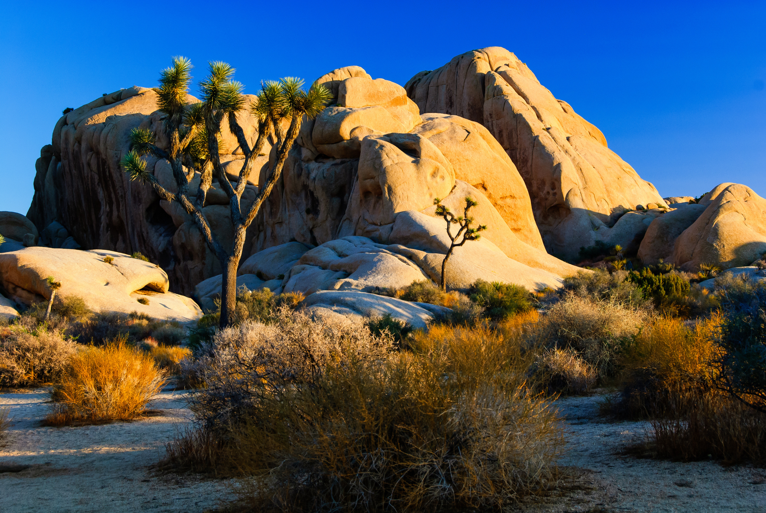 Joshua Tree