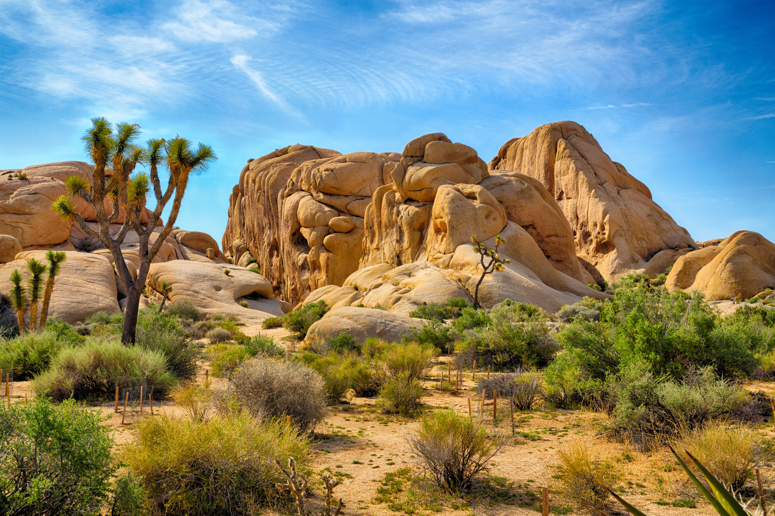 Boulders & Joshua Trees