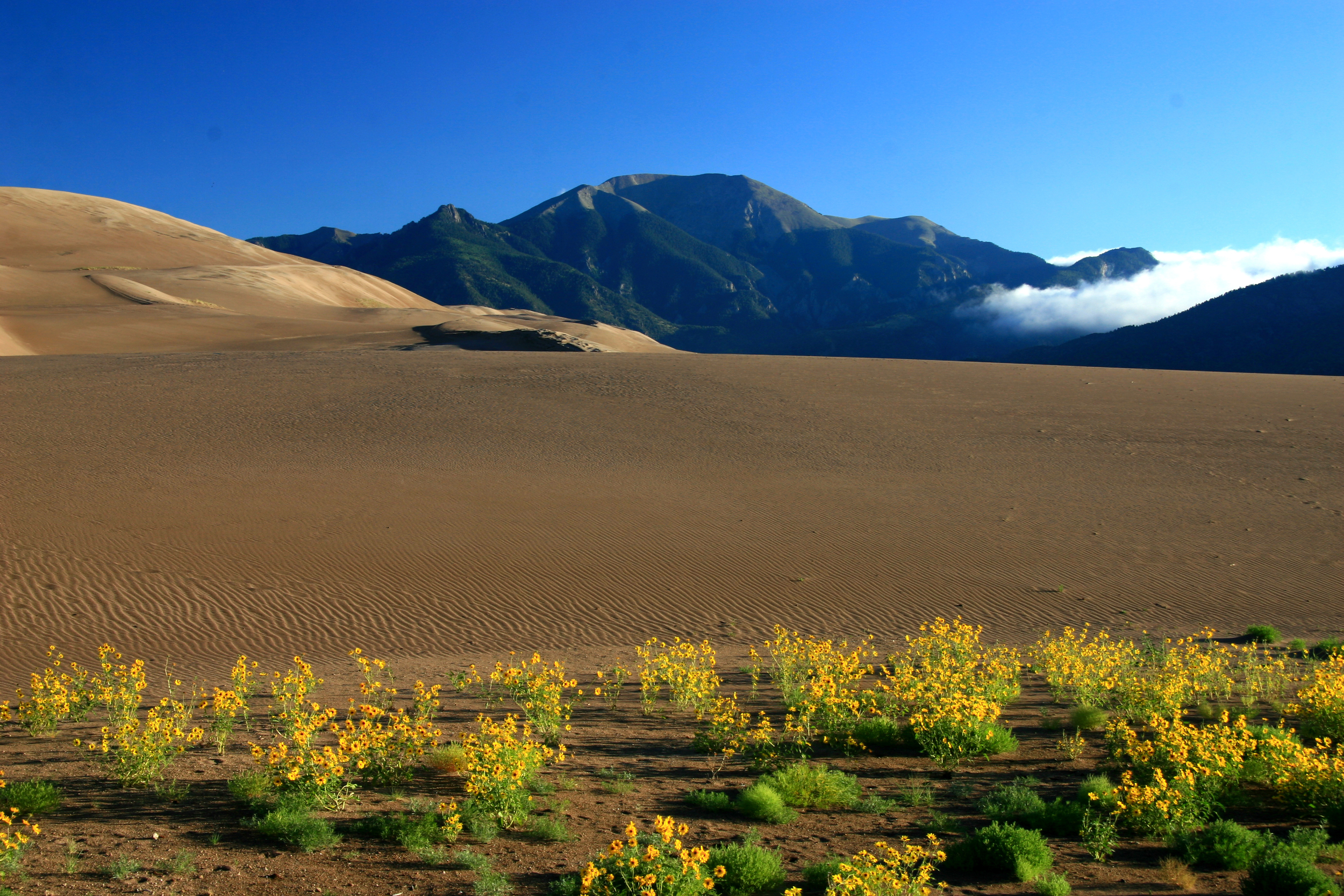 Sand Dunes & Sunflowers