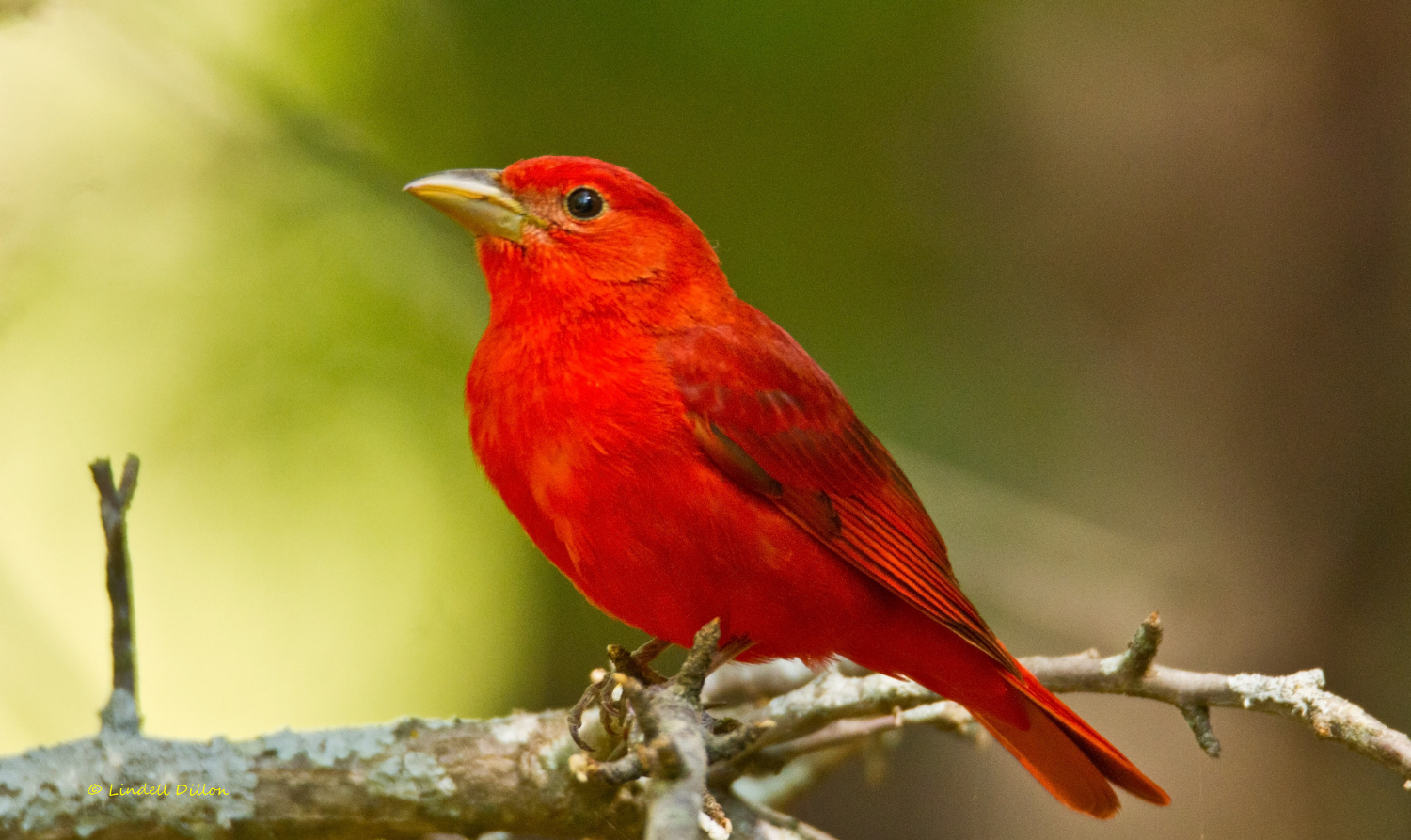 Male Summer Tanager - Photo By: © Lindell Dillon 