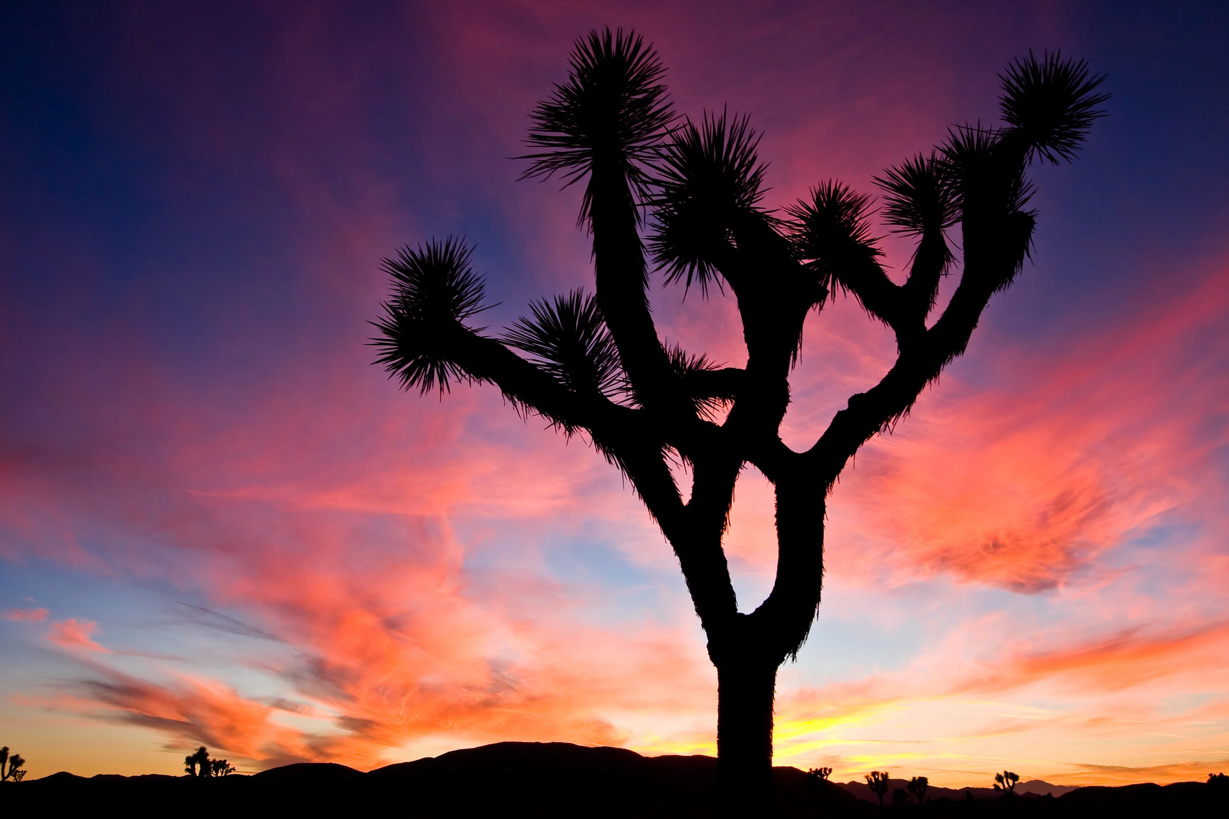 Silhouetted Joshua Tree At Sunset (Photo: Aneta Waberska/Shutterstock)