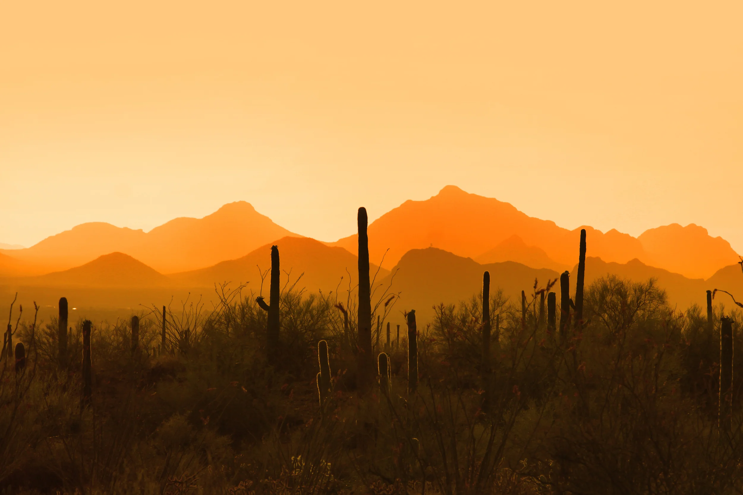 SAGUARO NATIONAL PARK - (PHOTO: SHEHIT/SHUTTERSTOCK)