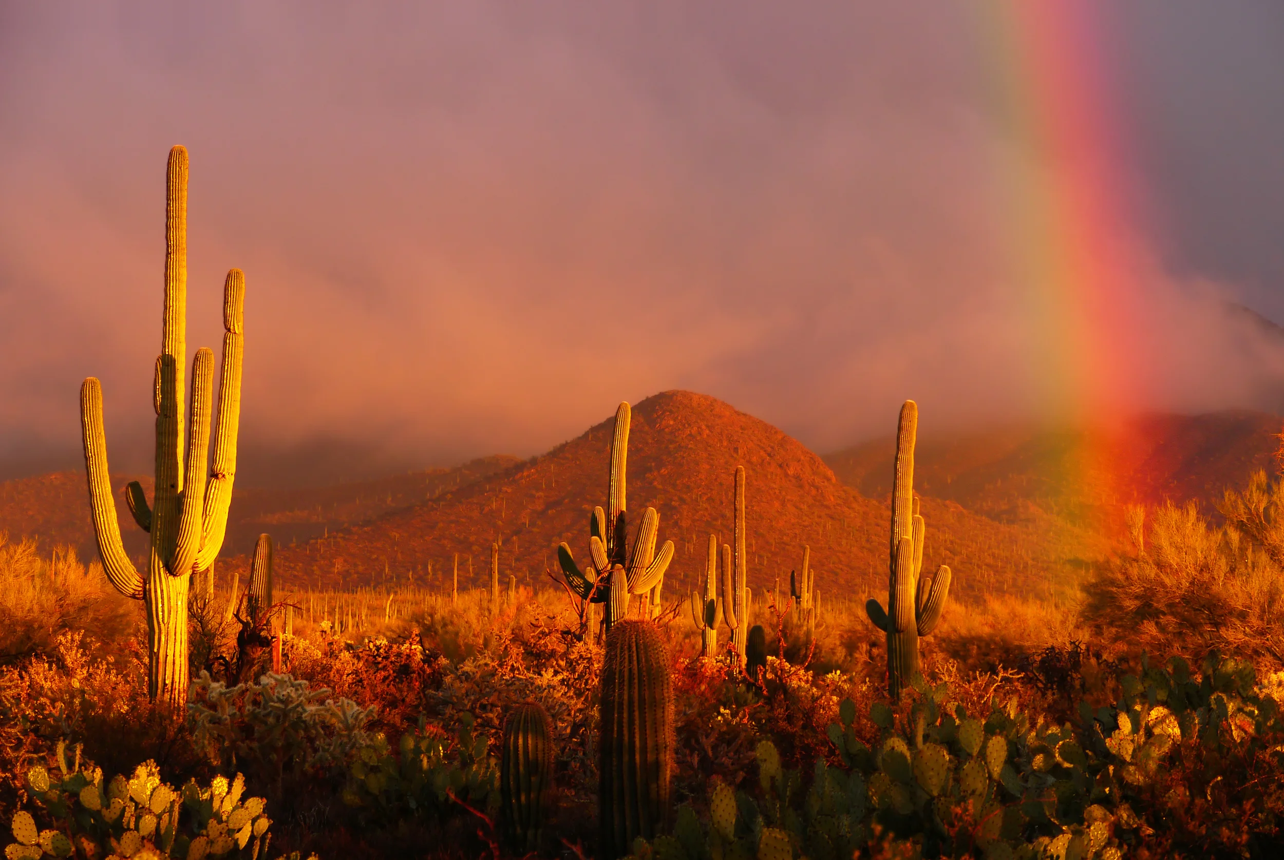 RAINBOW SUNSET AT SAGUARO NATIONAL PARK - (PHOTO: CECILIA LIM H M/SHUTTERSTOCK)