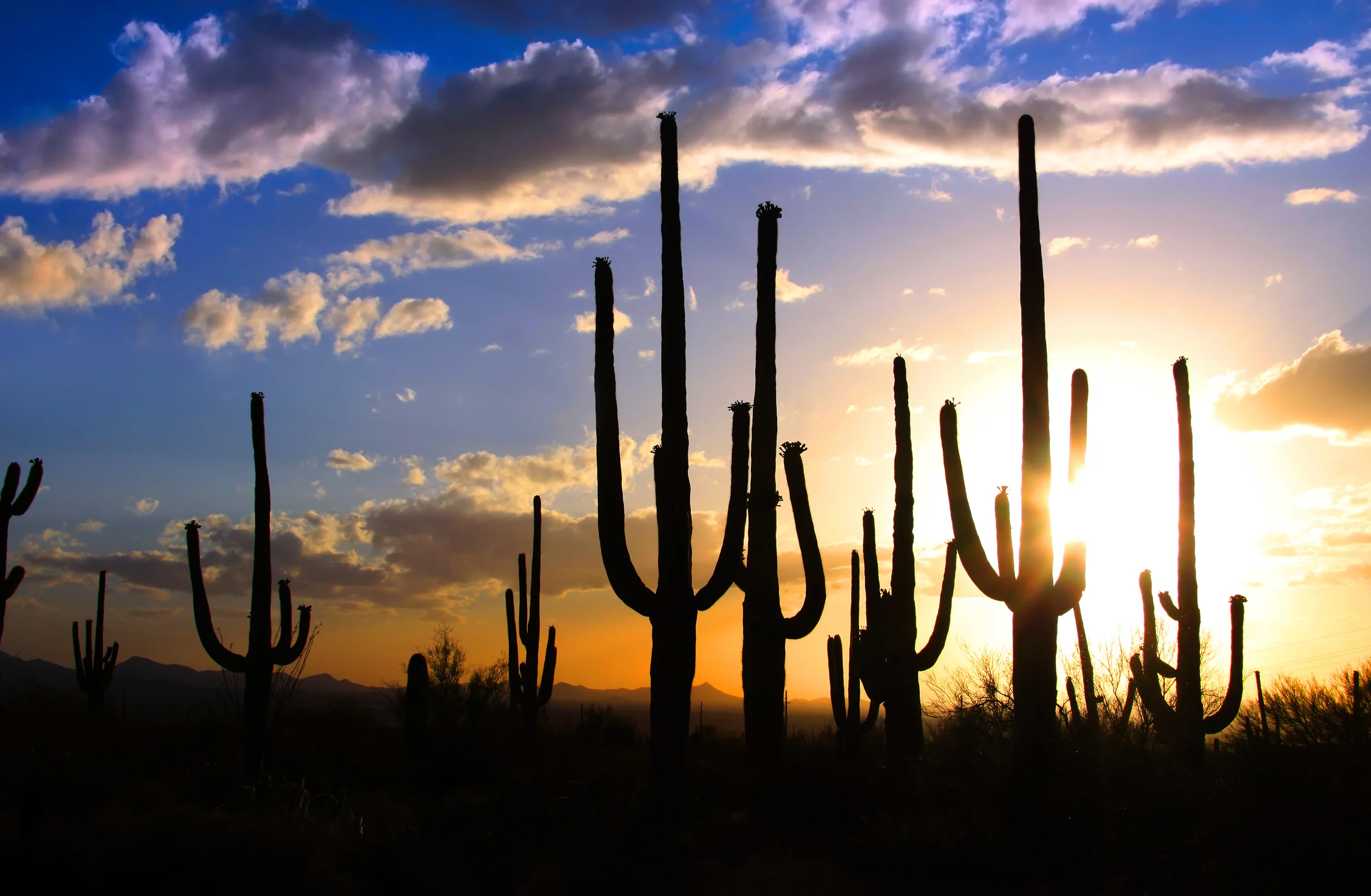  (PHOTO: SHEHIT/SHUTTERSTOCK)