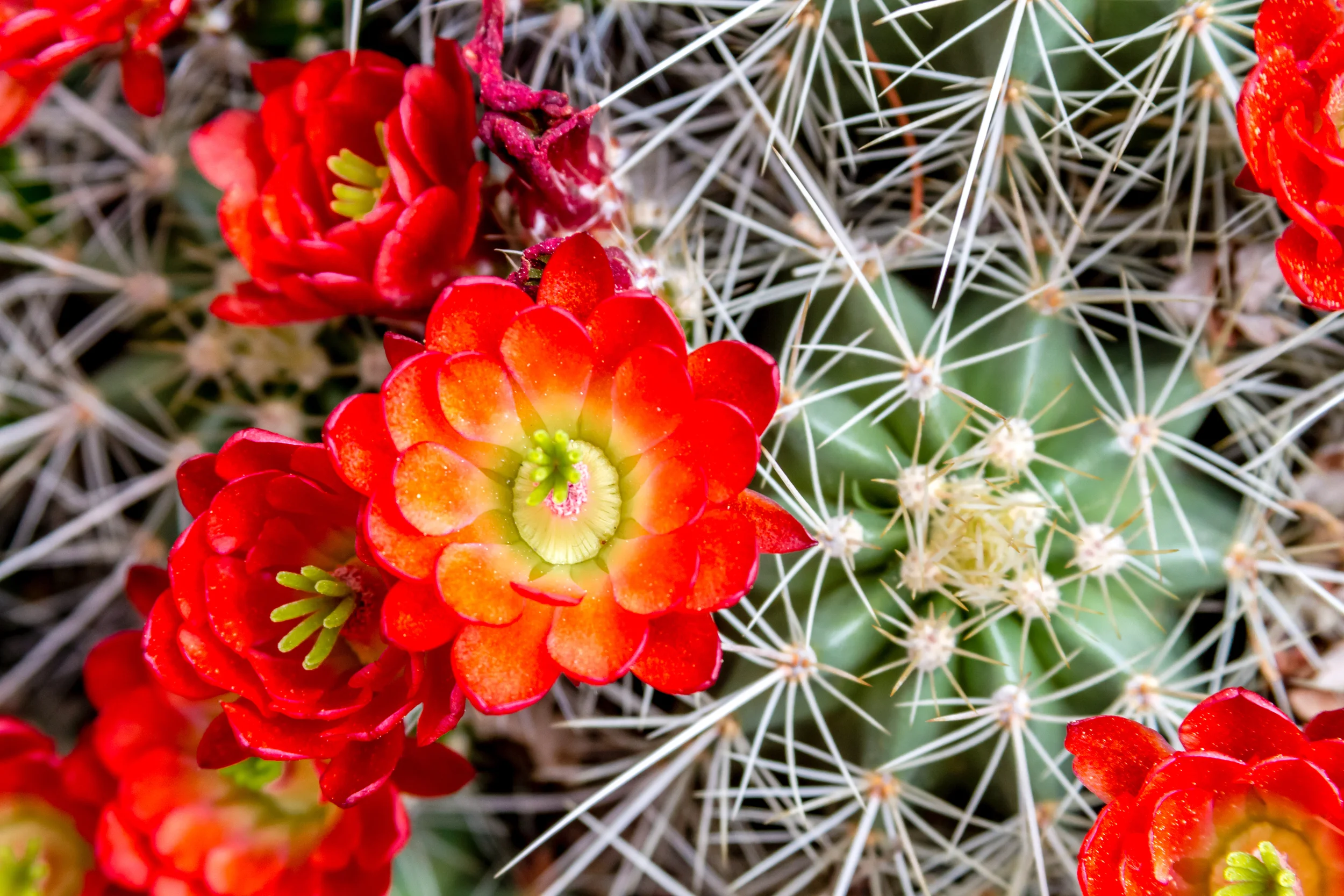  BRIGHT RED BLOSSOMS - (PHOTO: TERI VIRBICKIS/SHUTTERSTOCK)