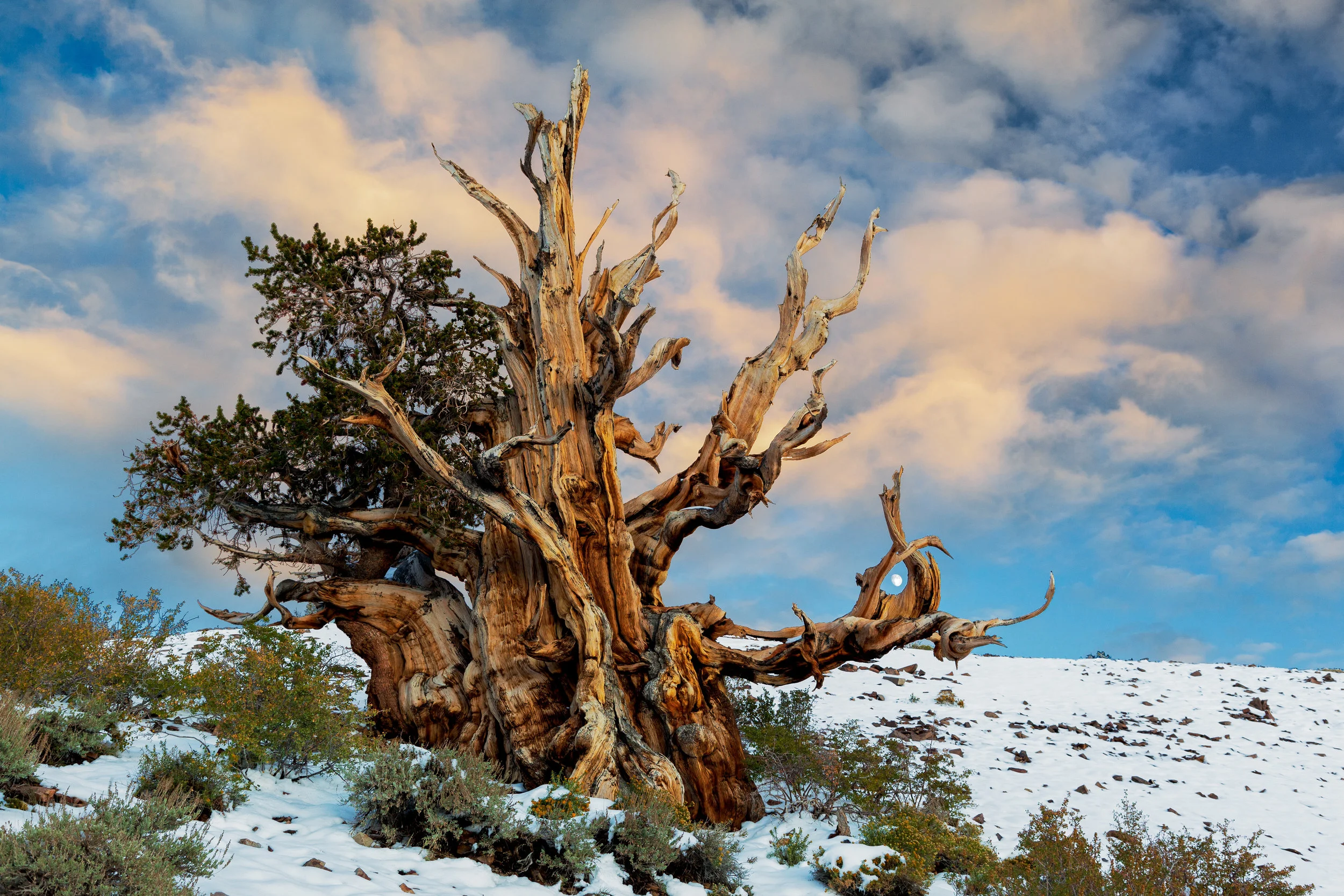 Bristlecone Pine Embraces The Moon – (PHOTO: tactilephoto/SHUTTERSTOCK)
