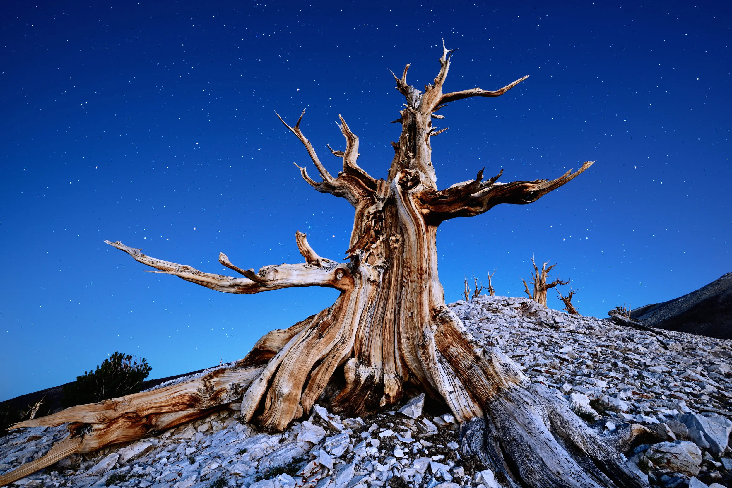  A Bristlecone Pine Under Starry Skies – (PHOTO: Tomas Tichy/SHUTTERSTOCK)
