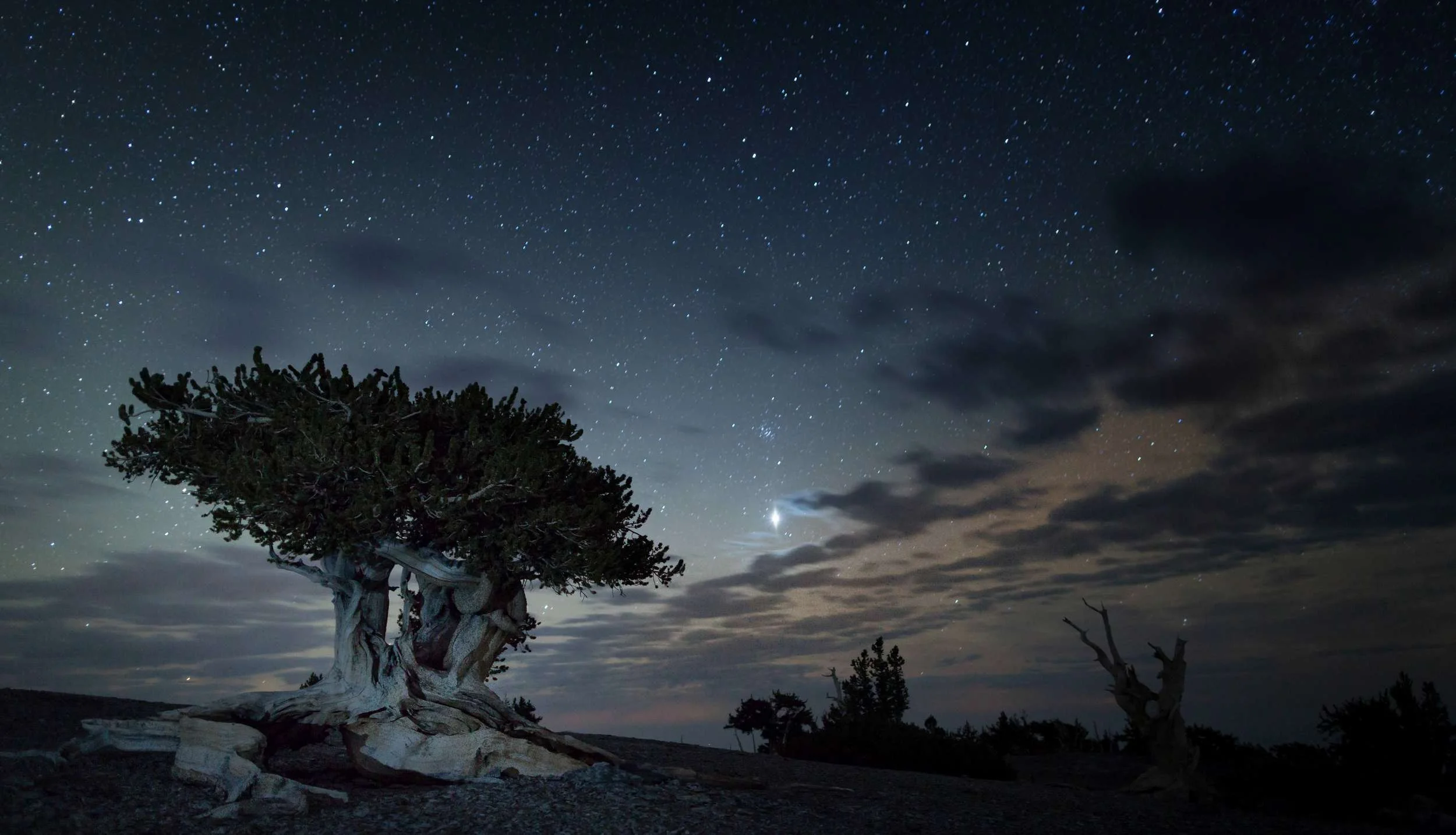 A Bristlecone Pine On Mt. Washington – (NPS Photo)