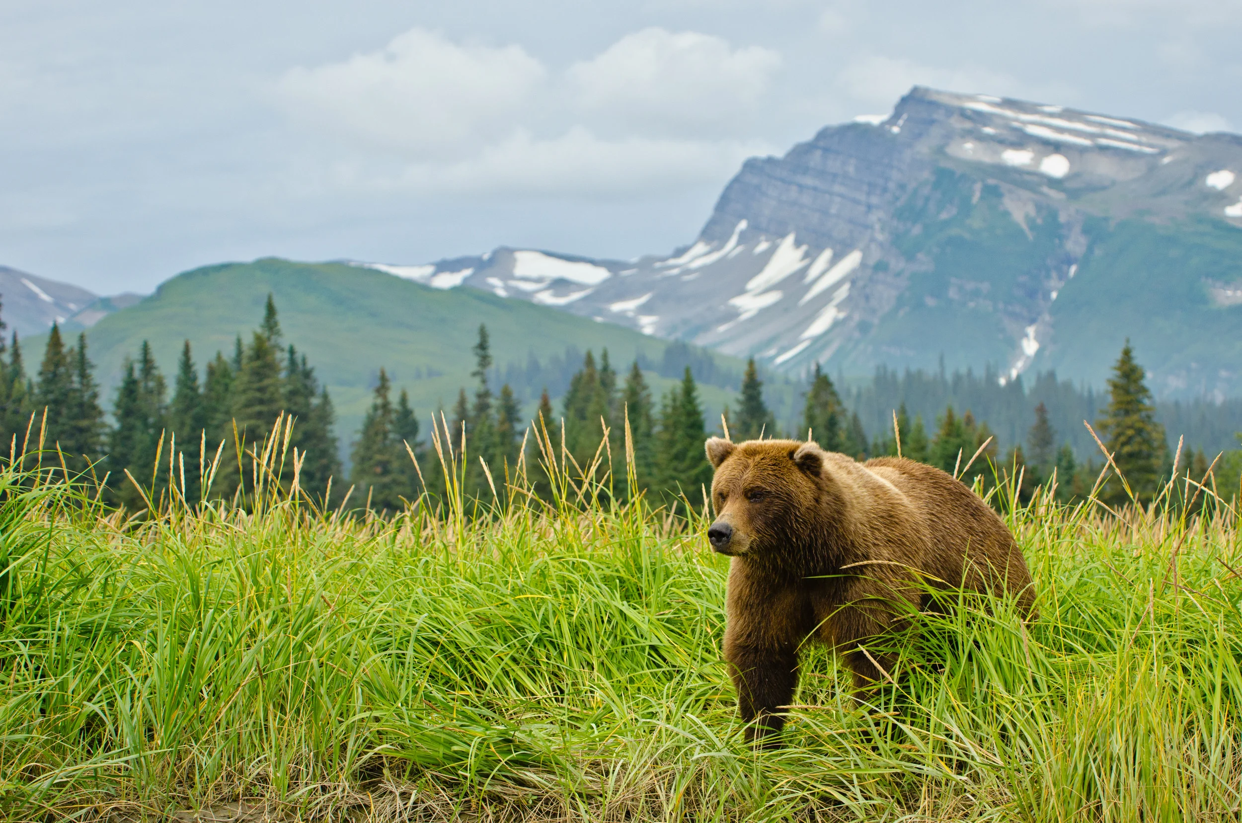  A Coastal Brown Bear In Lake Clark National Park & Preserve – (PHOTO: DAVIDRASMUS/SHUTTERSTOCK)