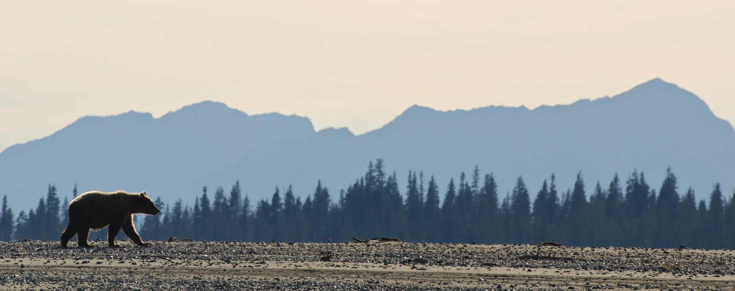  Coastal Brown Bear - Lake Clark National Park – (PHOTO: DAVIDRASMUS/SHUTTERSTOCK)