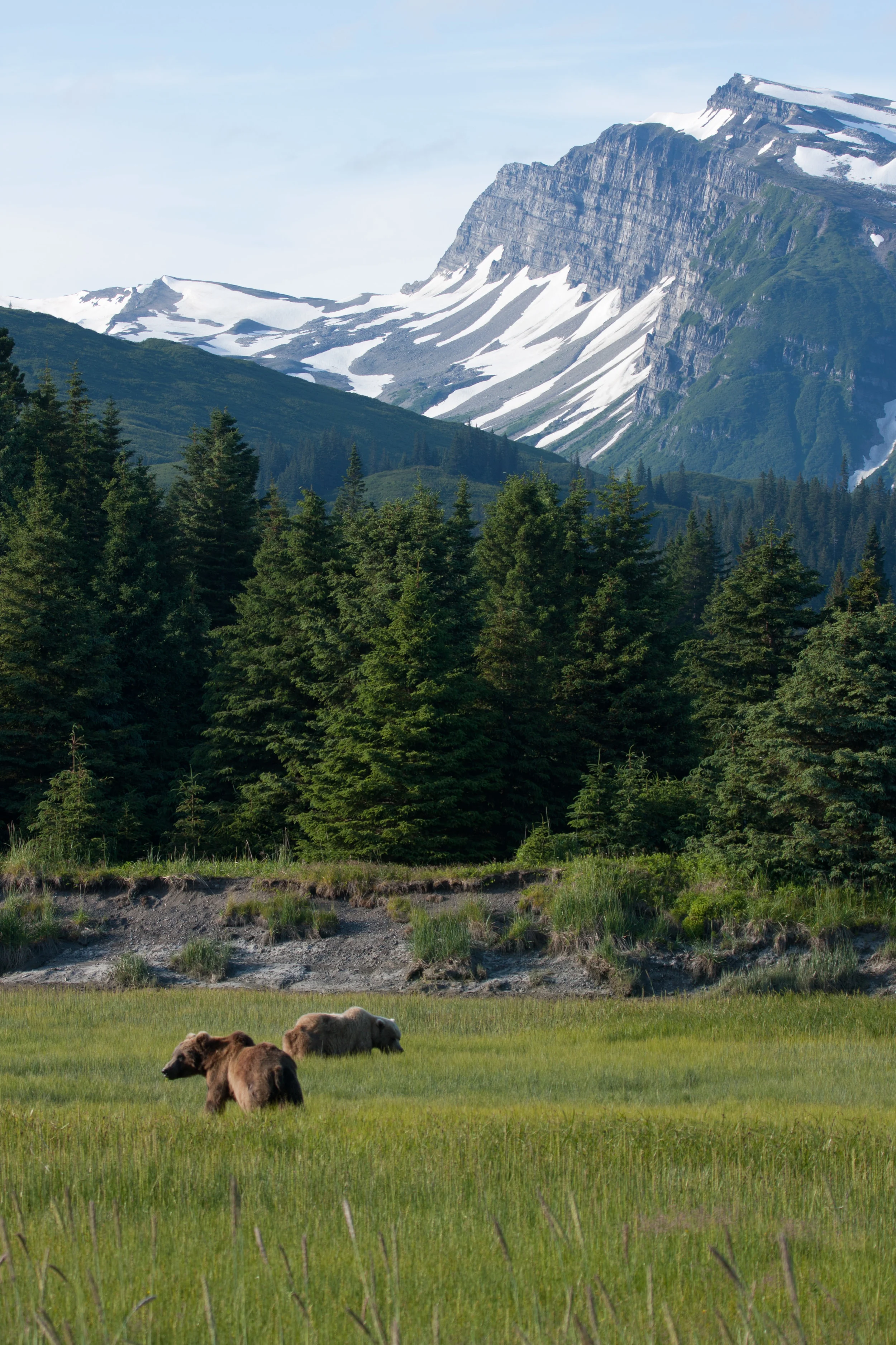 Two Coastal Brown Bears Graze In The Salt Marsh At Silver Salmon Creek. – (PHOTO: NPS/ K. JALONE)