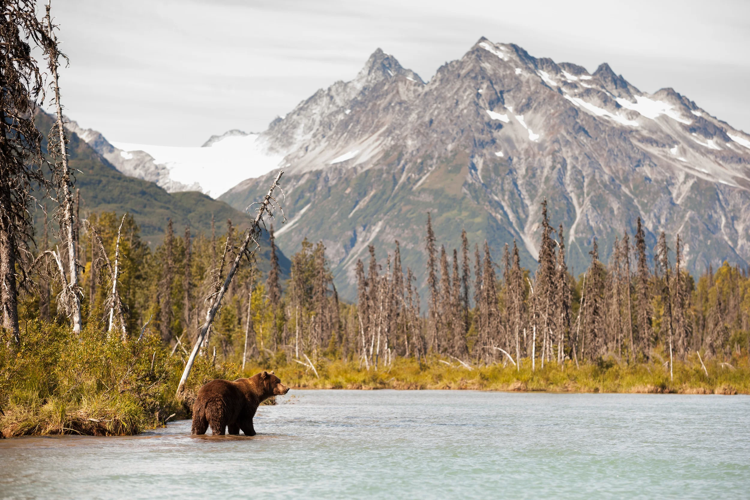  A Coastal Brown Bear Hunting For Fish – (PHOTO: JIMDAVID/SHUTTERSTOCK)