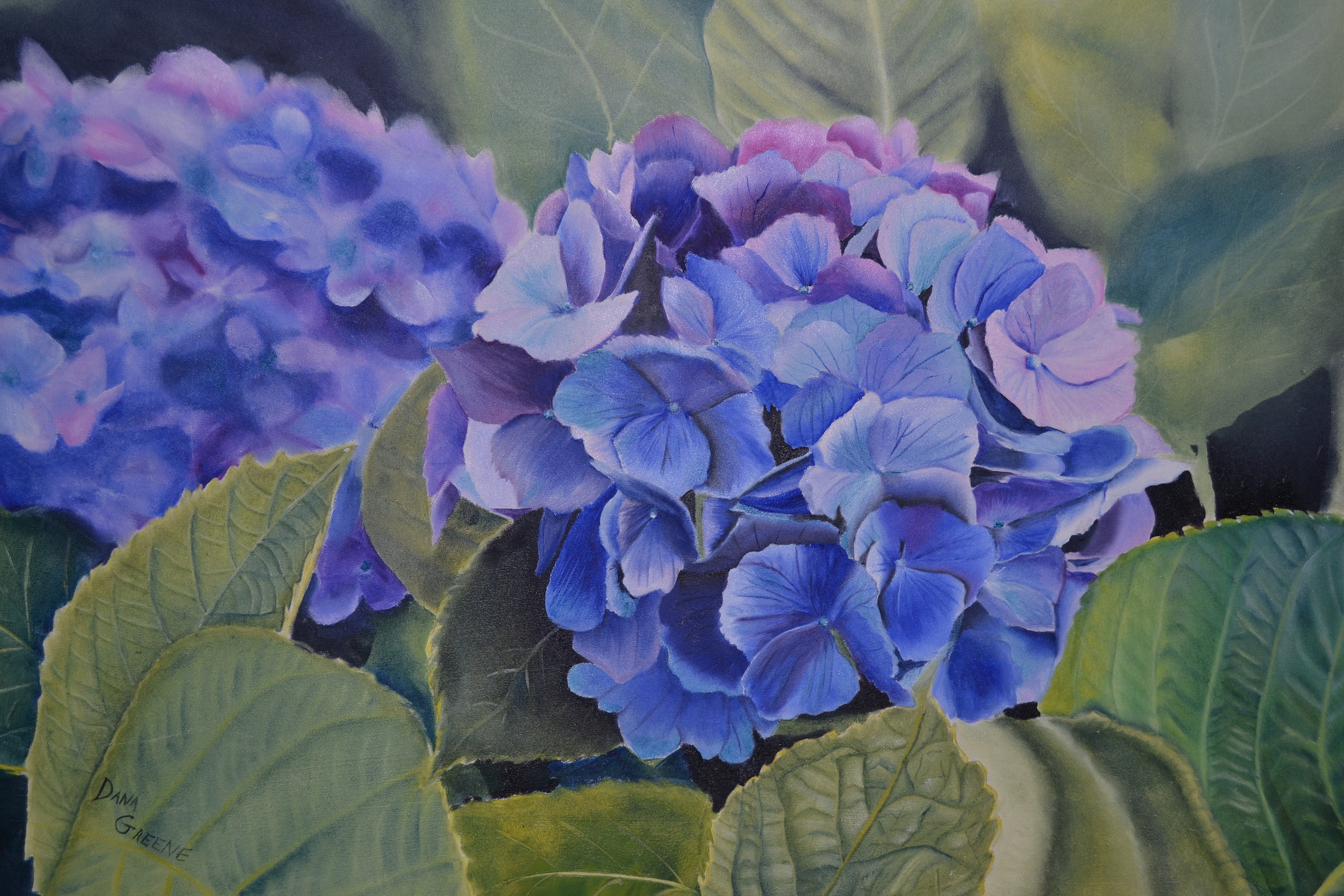Hydrangea.