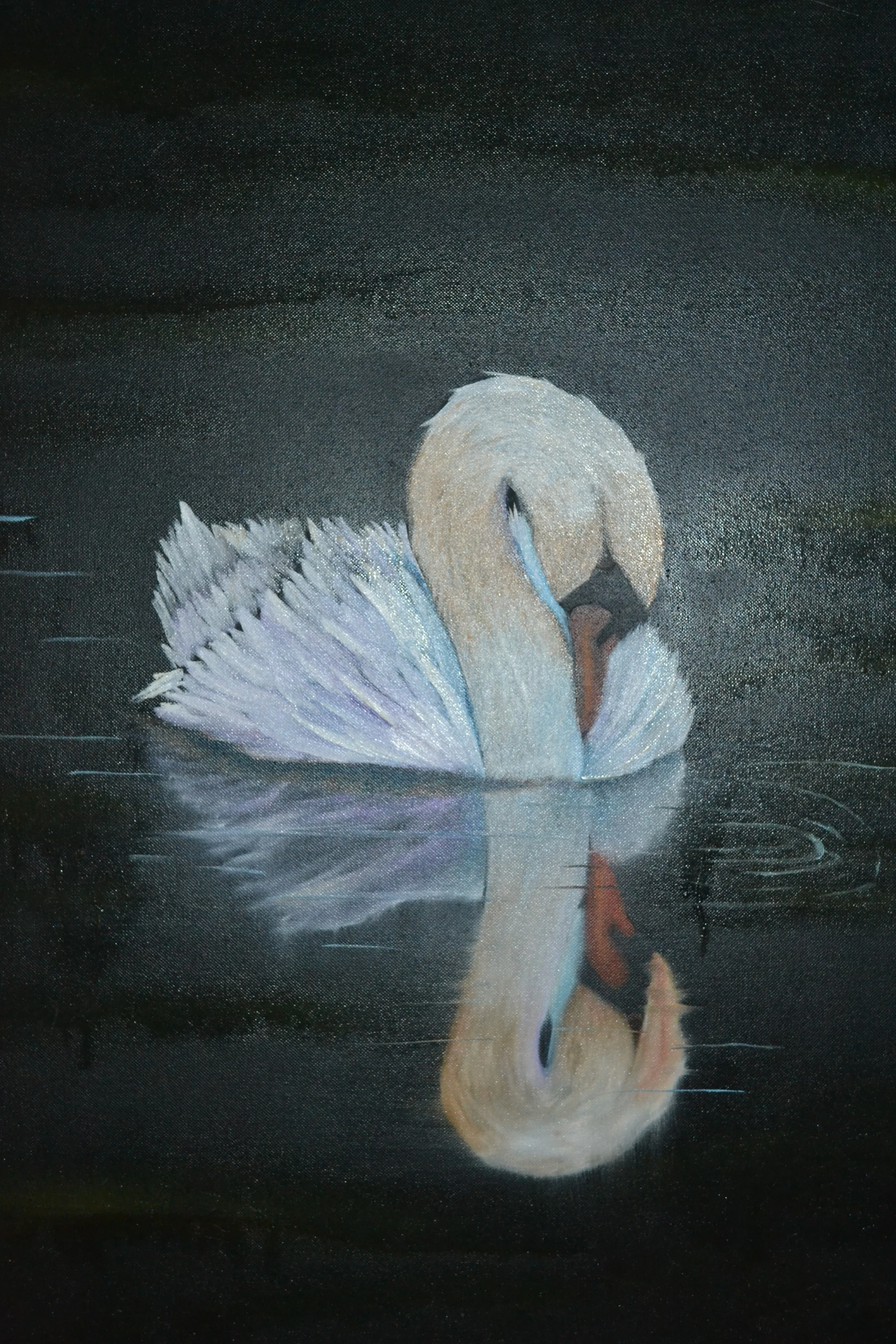 White Swan In The Night