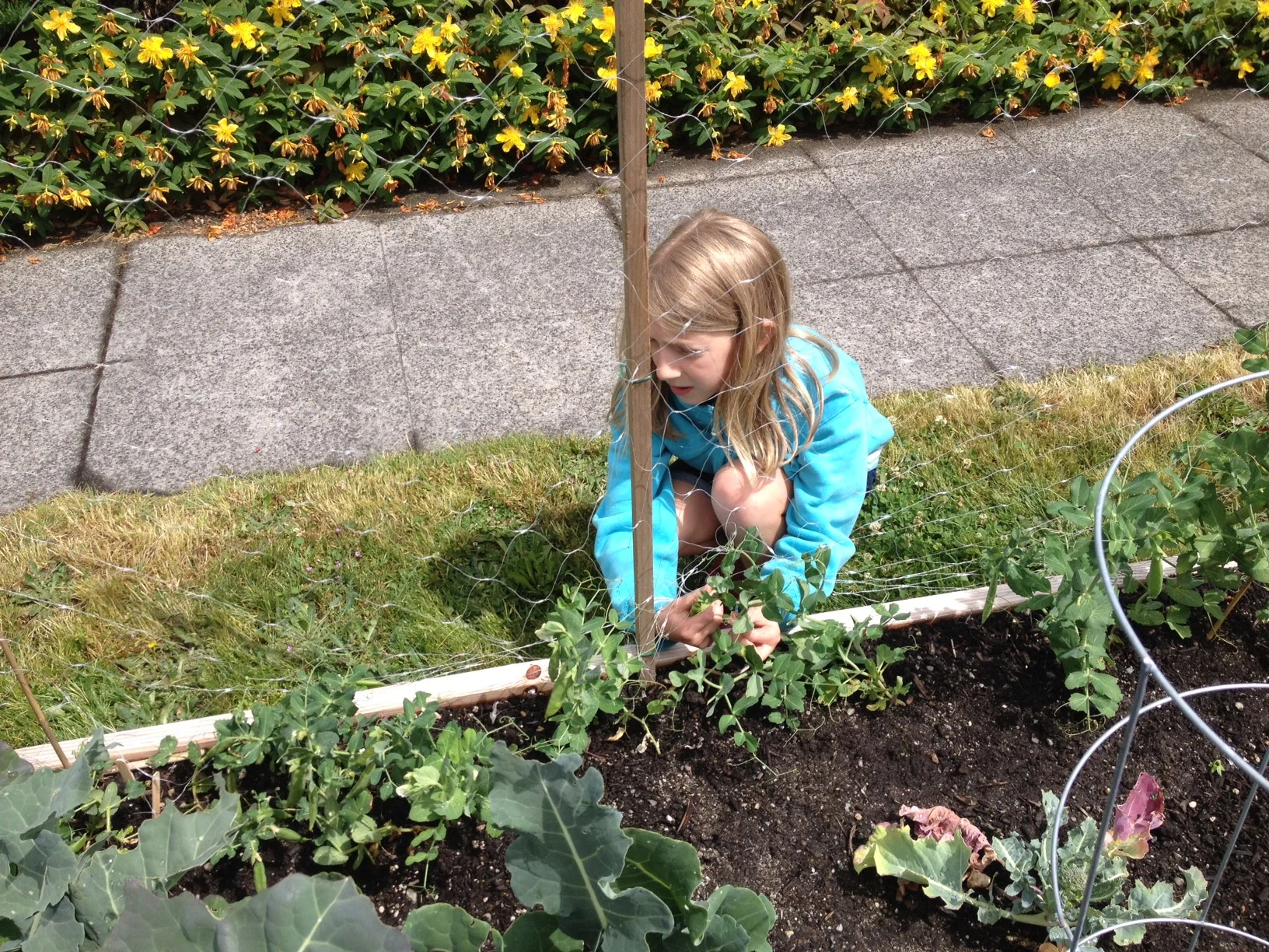 Kaia gardening.JPG