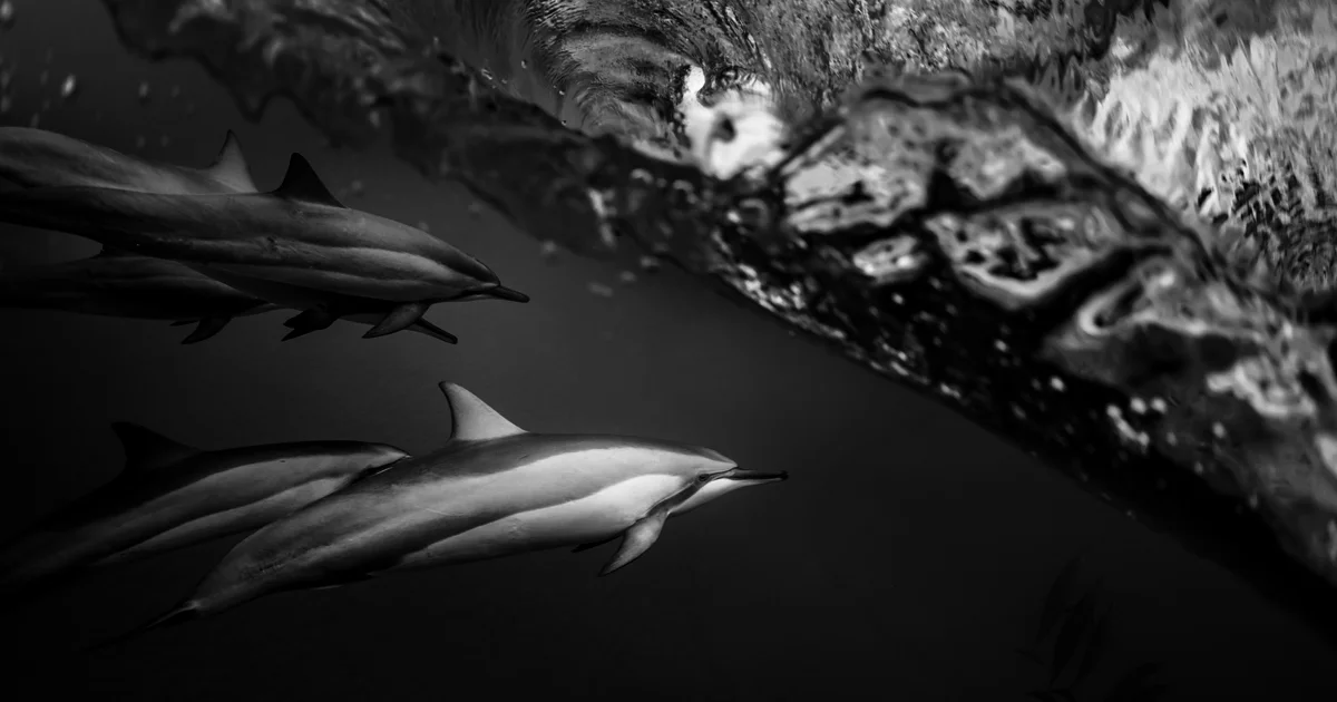 Seismic-Facebook-bw-04.jpg