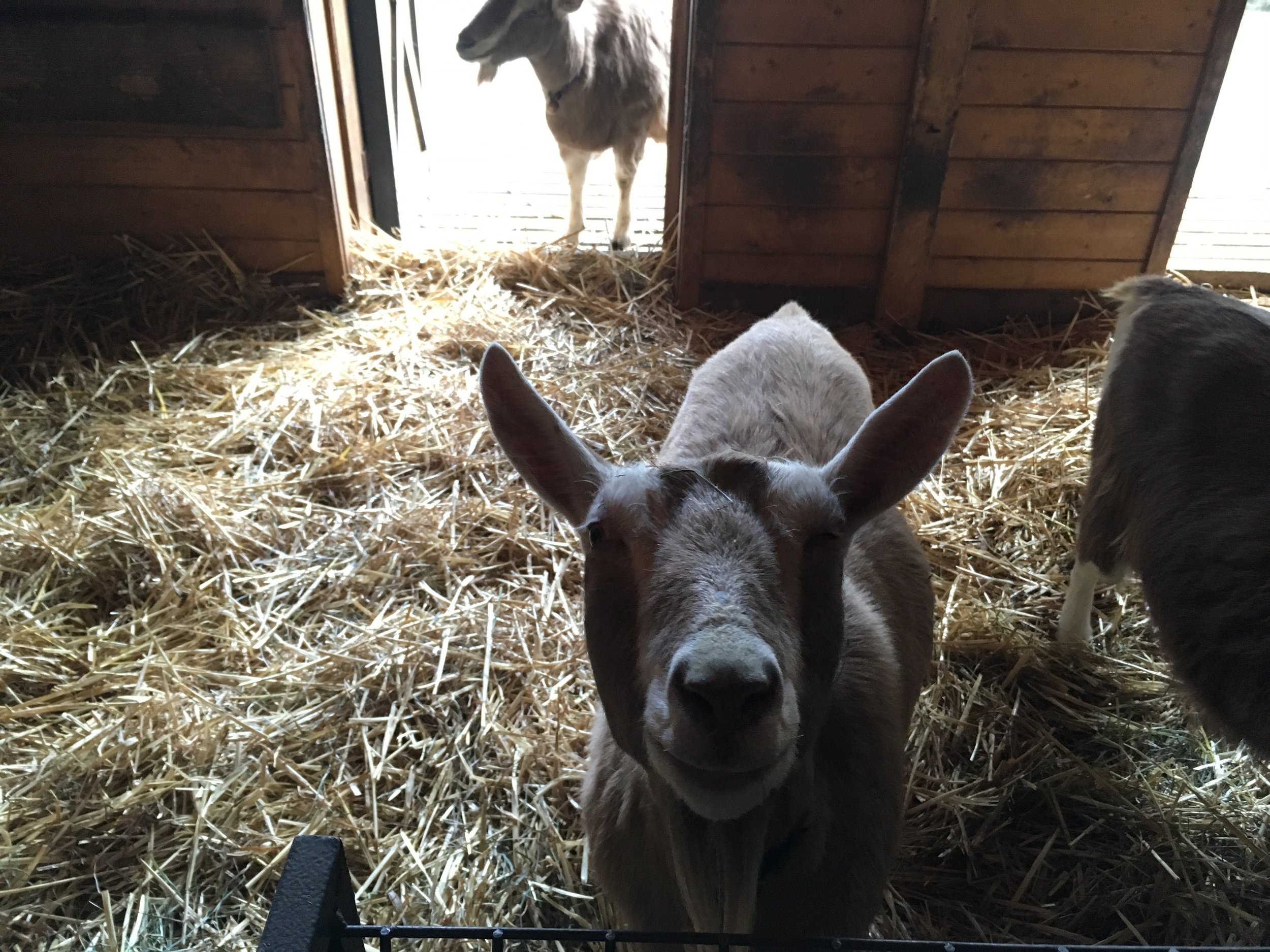 Bella Luna Farm