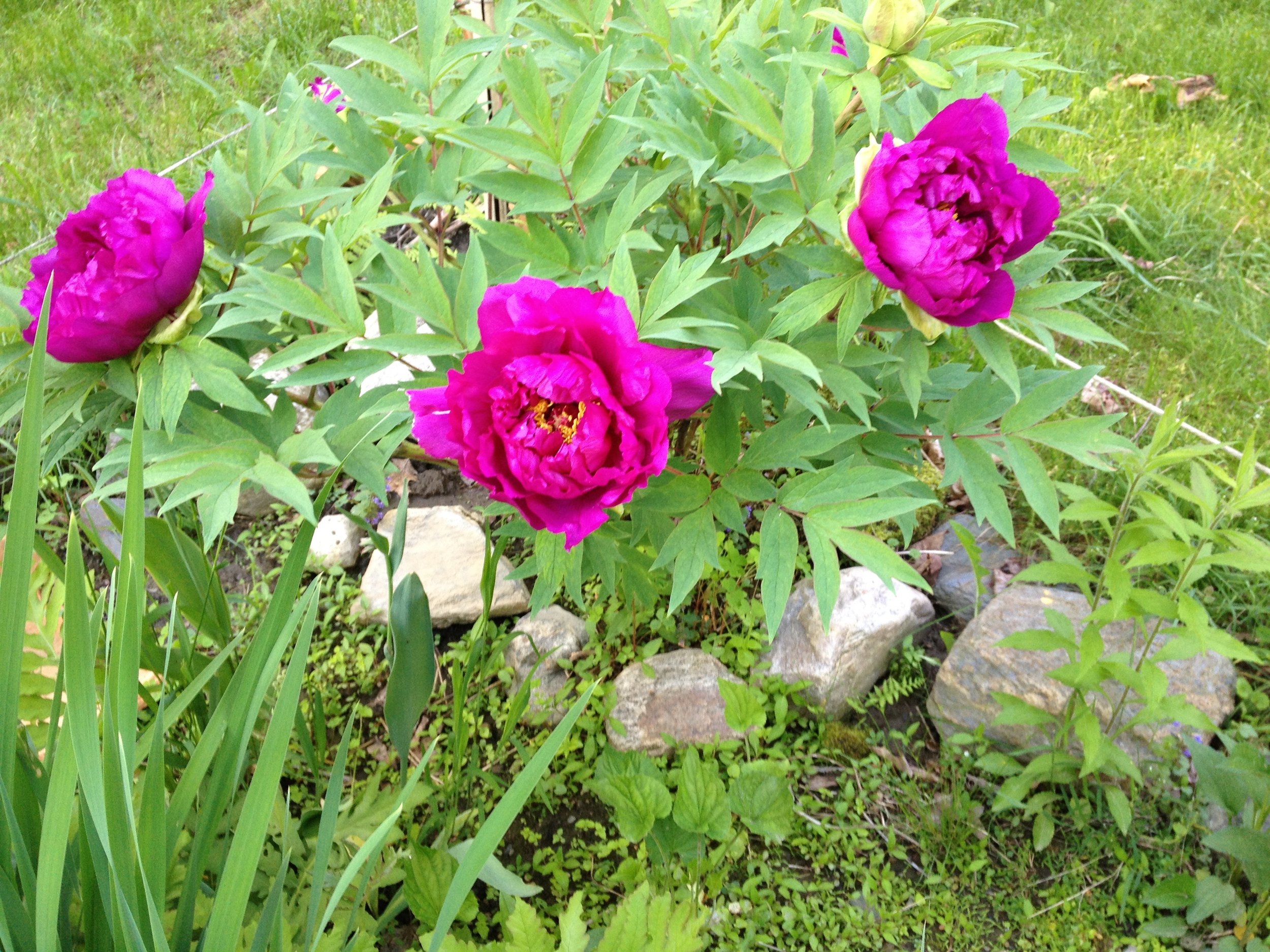 Spring on Parish Hill