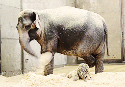 elephant.gif