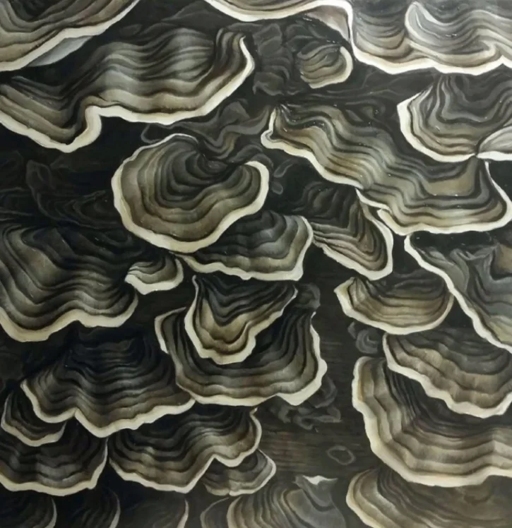 Turkey Tail Mushrooms