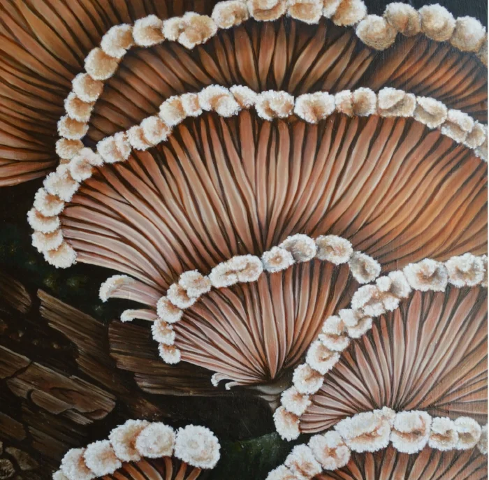 Split Gill Mushroom