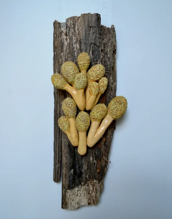 Yellow House Plant Mushroom Cluster