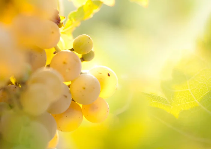 wine grape at sunset.jpg