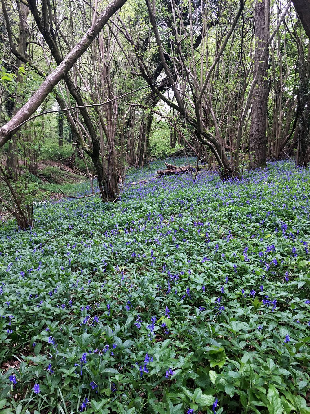 Blue Bells on the hike near Castle Combe