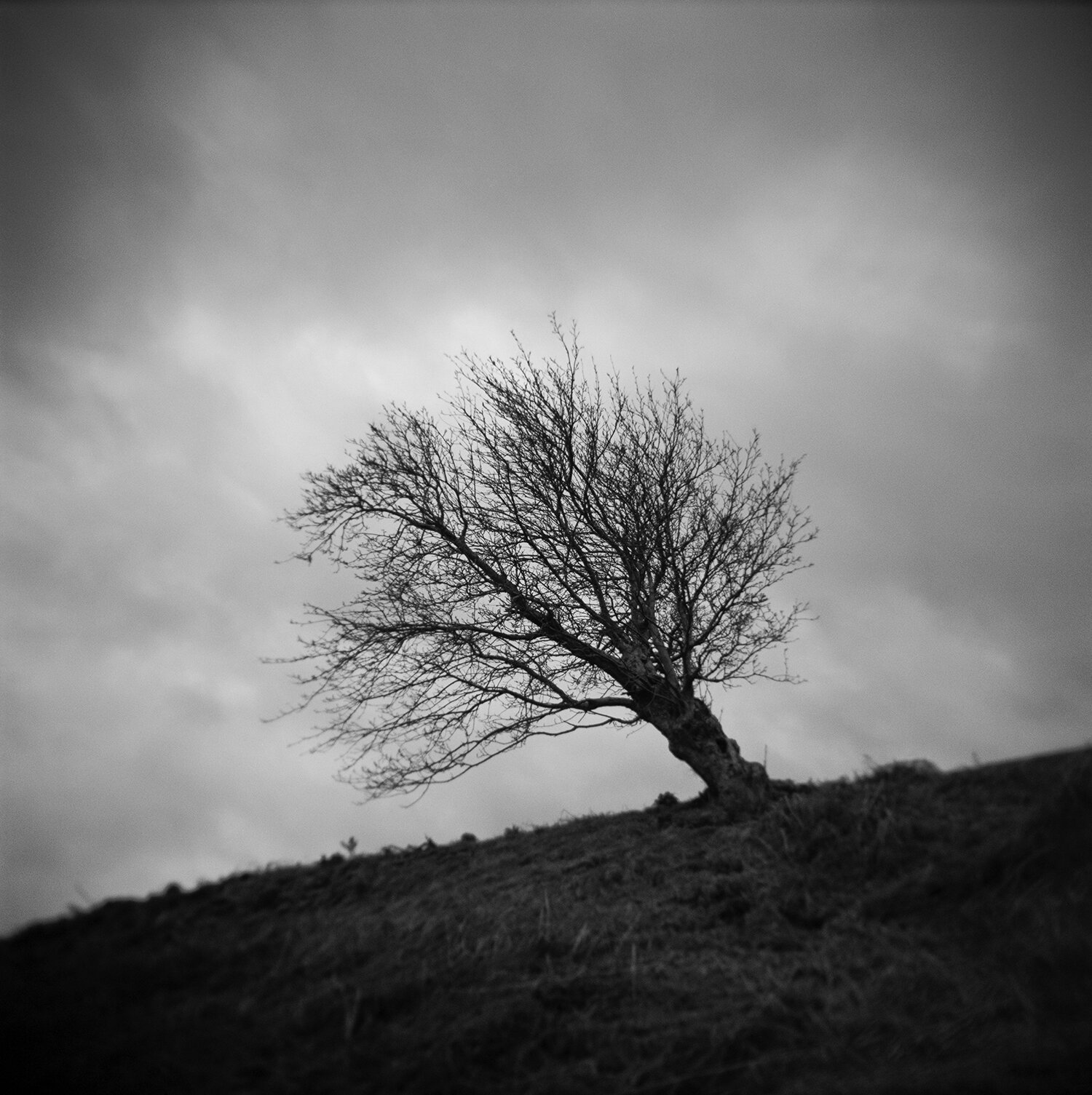 Holga-Tree.jpg