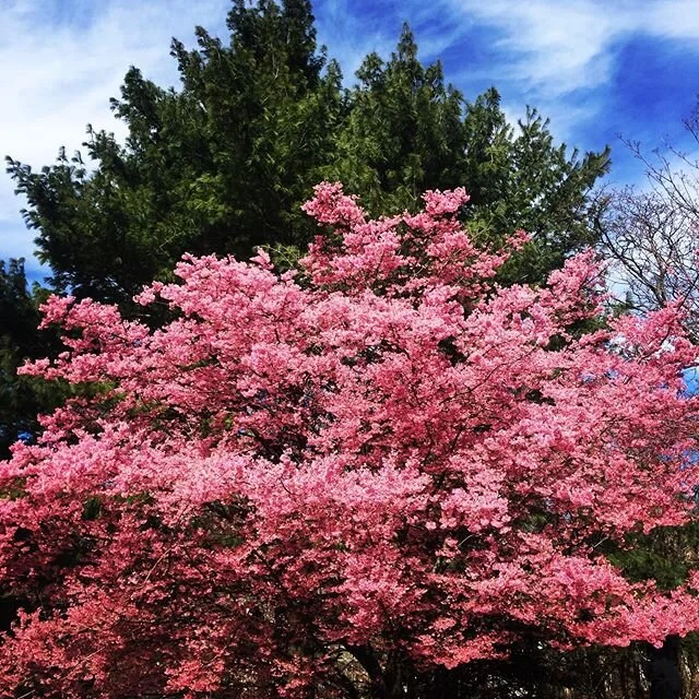 Amongst all the anxiety of this social separation and fear of what is to come... nature offers a glimmer of beauty and hope! Happy (almost) Spring and welcome back to the beauty of flowers and blue sky! Stay safe friends. Reach out and stay connected