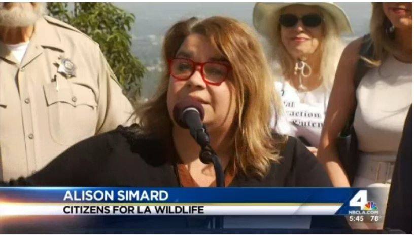 "Developments in the Santa Monica Mountains, from Coldwater Canyon to Beverly Glen to Mulholland Drive, have chipped away at wildlife roaming territory for decades. That's why wildlife in Los Angeles is forced into residential areas where they are feared," said Alison Simard of the Citizens for Los Angeles Wildlife. "We've been incrementally giving away the space that are the lungs of our city," said Simard. "Progress isn't progress when we're destroying the very environments that keep us safe."