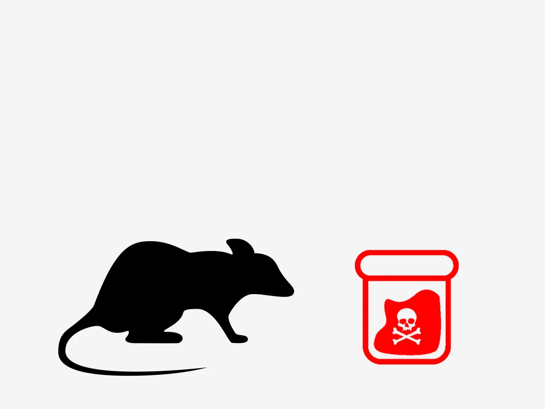 When a rat eats the poison, it doesn't die immediately.