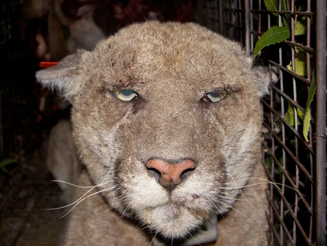 Griffith Park's "P-22" mountain lion was caught and treated for mange as a result of exposure to rat poison. This treatment may have saved his life—many animals die from the effects of mange.
