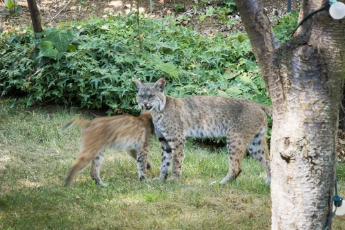 Citizens for Los Angeles Wildlife