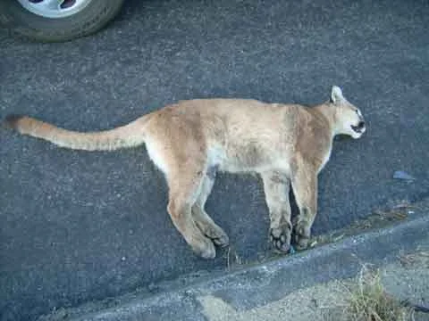 In 2016, over 100 mountain lions were killed by traffic collisions. That year, Californians spent $276 million in property damages and personal injuries due to collisions with over 7,400 animals.