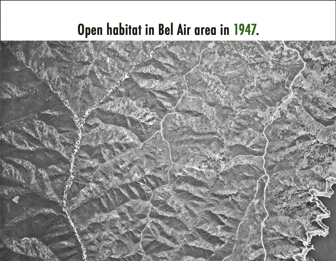 Freeways, roads, buildings, and fencing create barriers to animal movement, causing the remaining undeveloped land to become isolated "islands" of habitat.