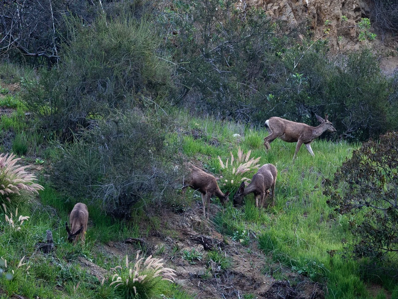 Deer near the project site.