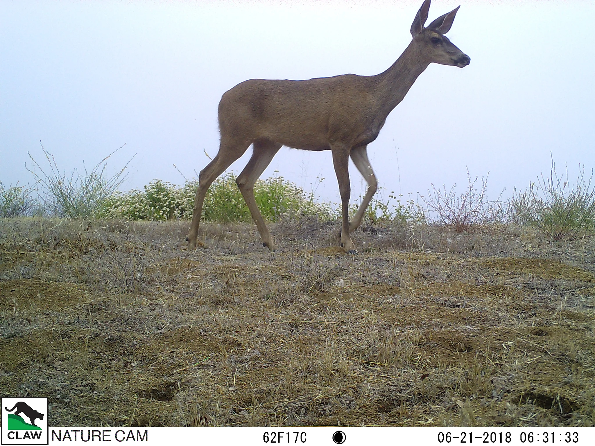 06210748CLAW.jpg
