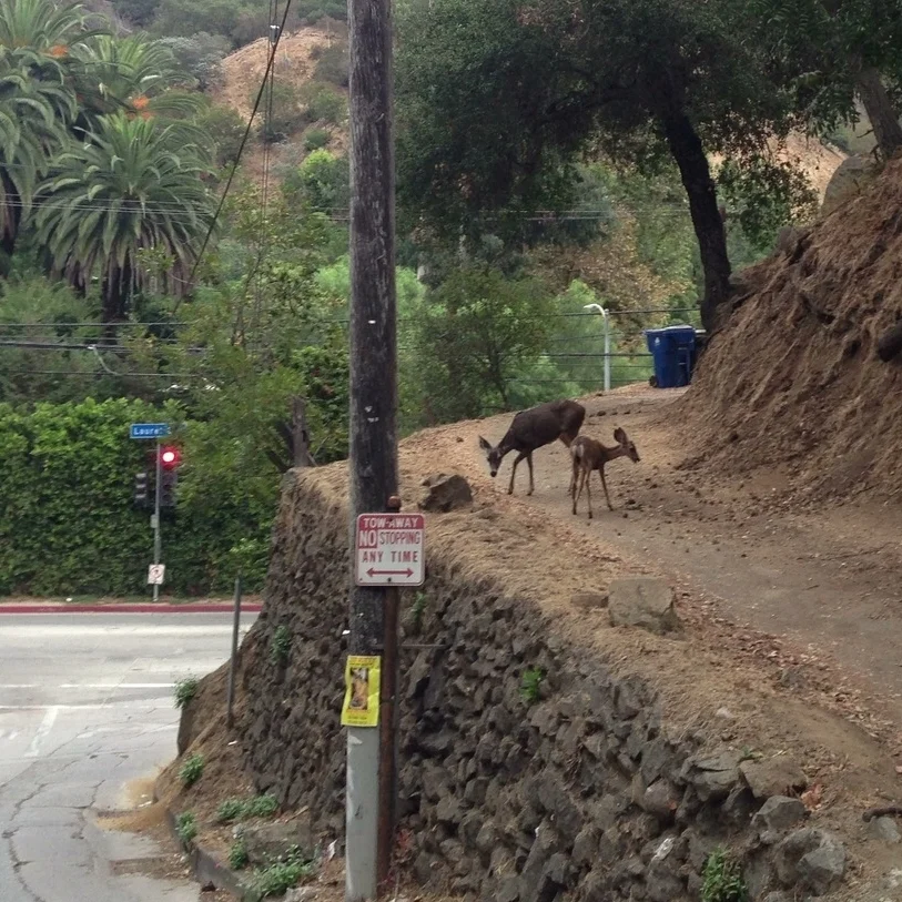 Deer Lookout Mtn Laurel Cyn.jpg