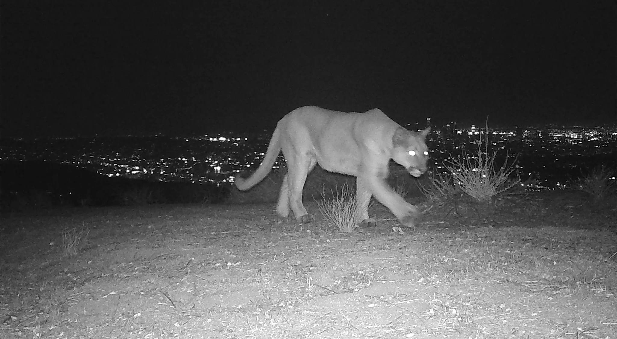 Uncollared Mountain Lion in the Eastern Santa Monica Mountains, captured on one of CLAW’s Nature Cams.