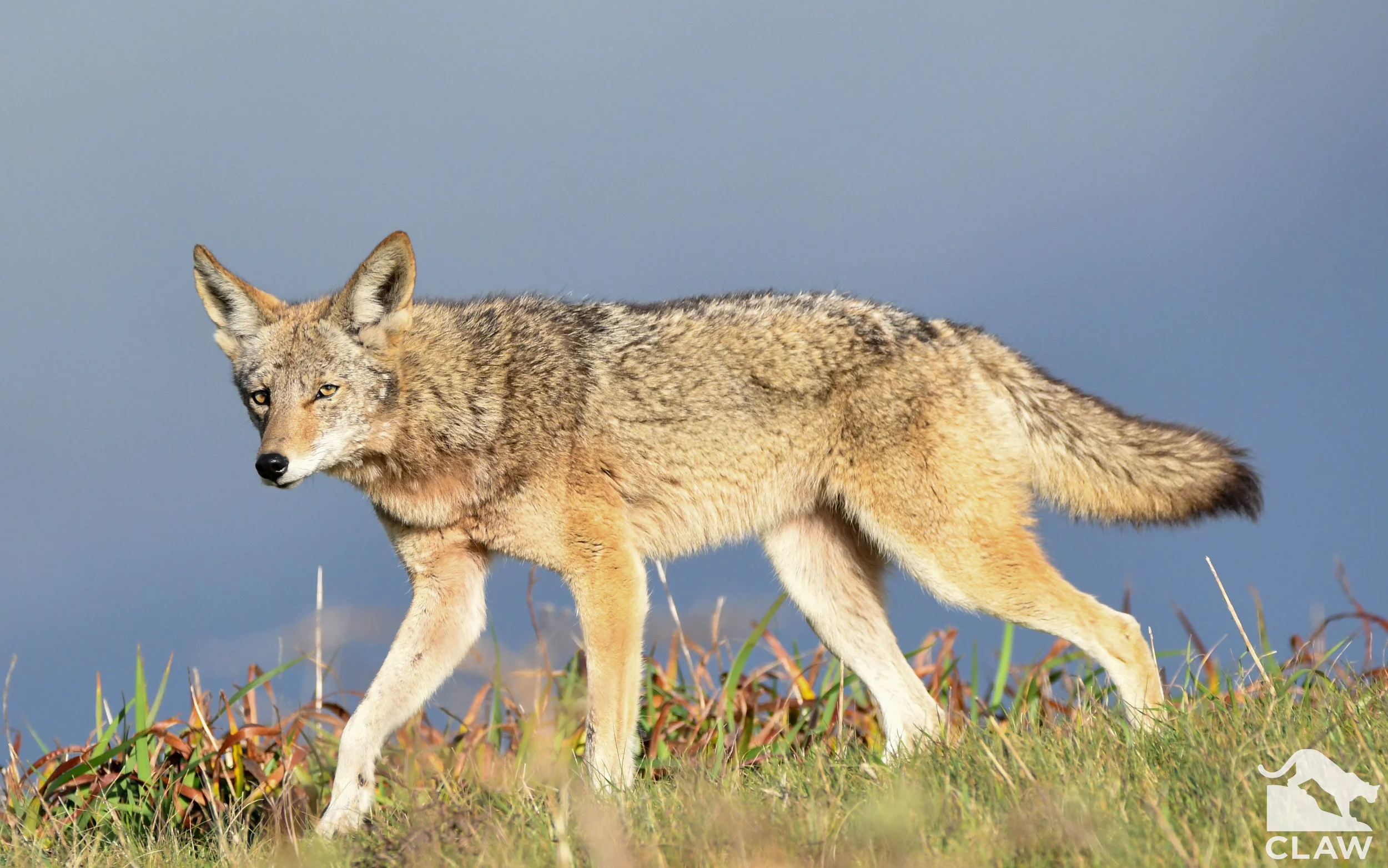 Coyote Animal
