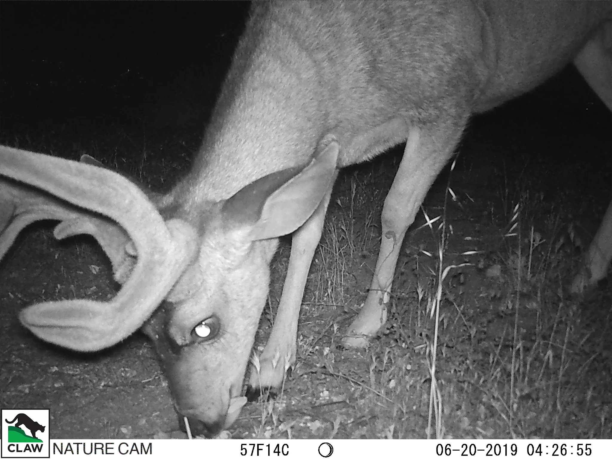 06200078CLAW.jpg