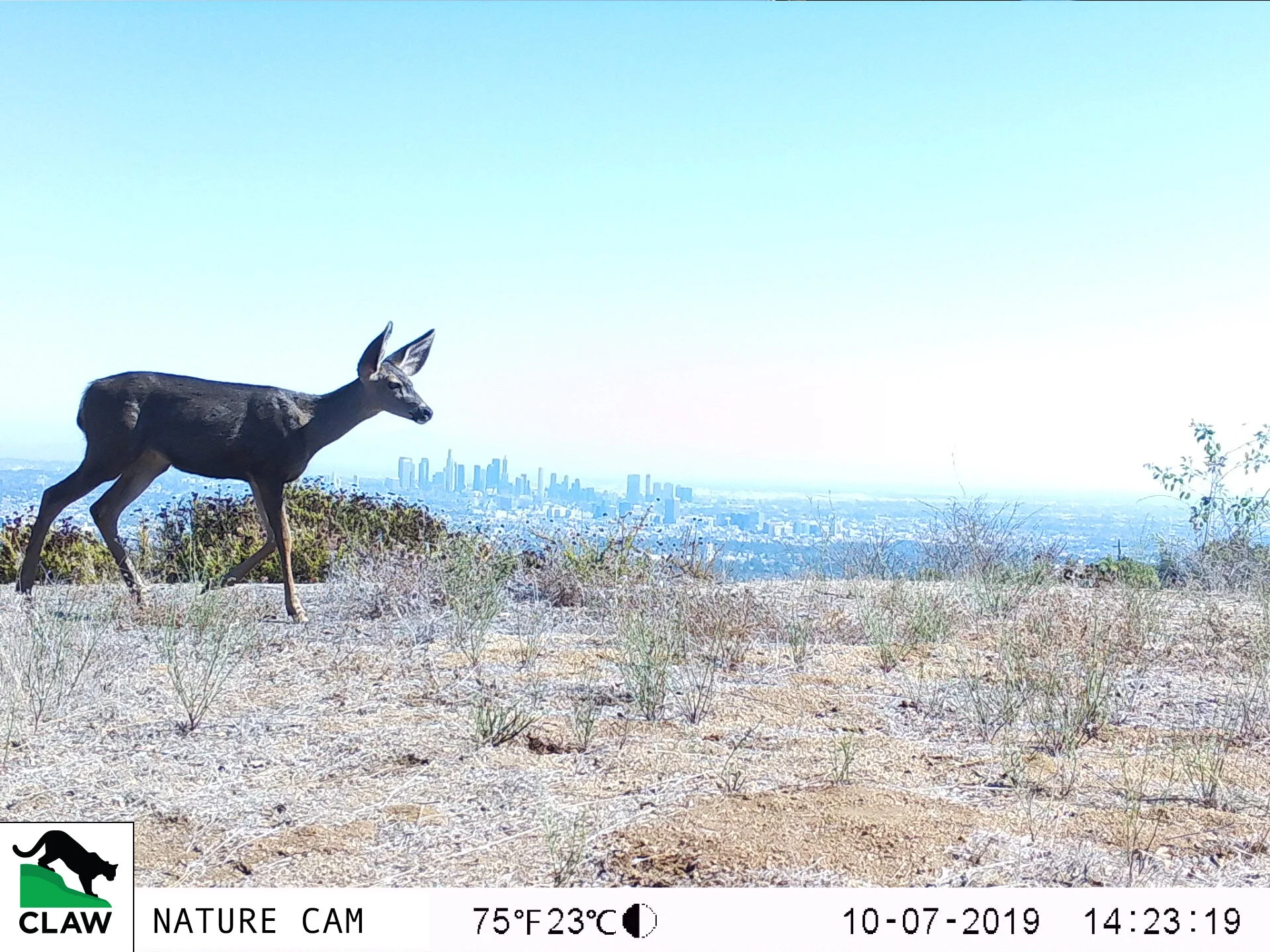 10070091CLAW.jpg
