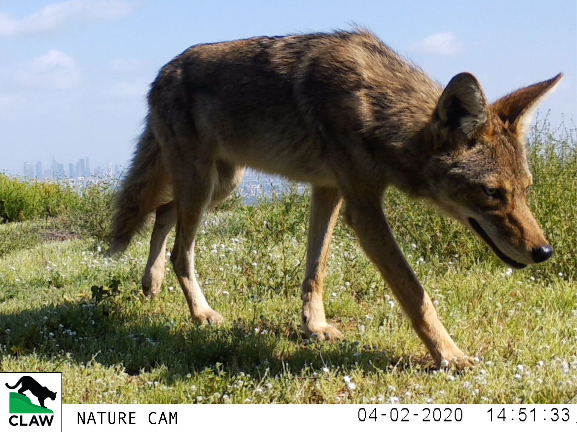 coyote-040220.jpg