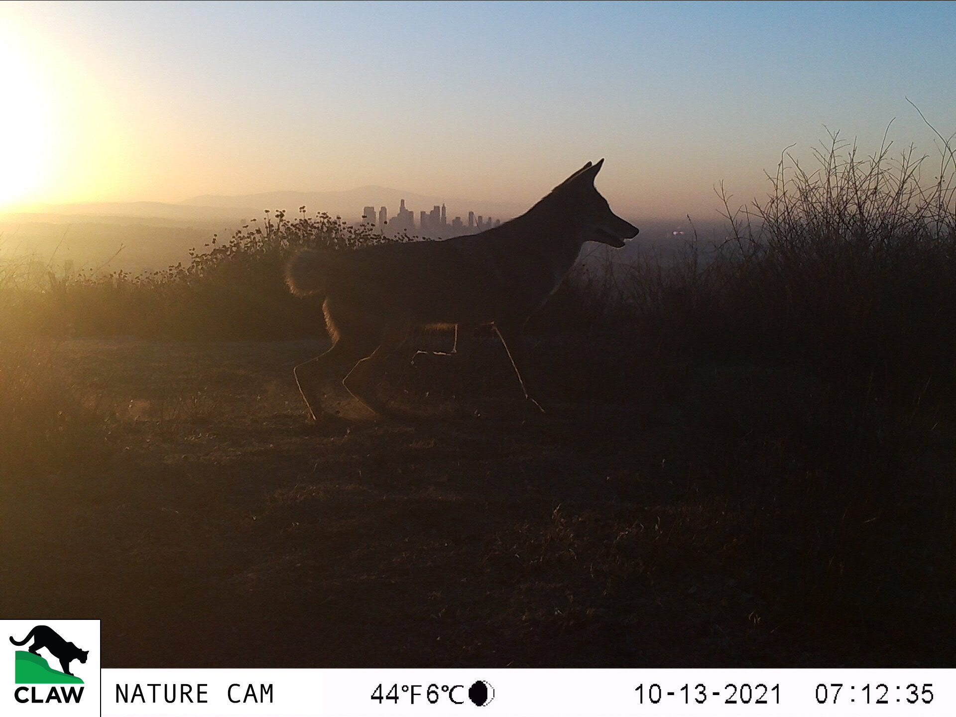 Citizens for Los Angeles Wildlife