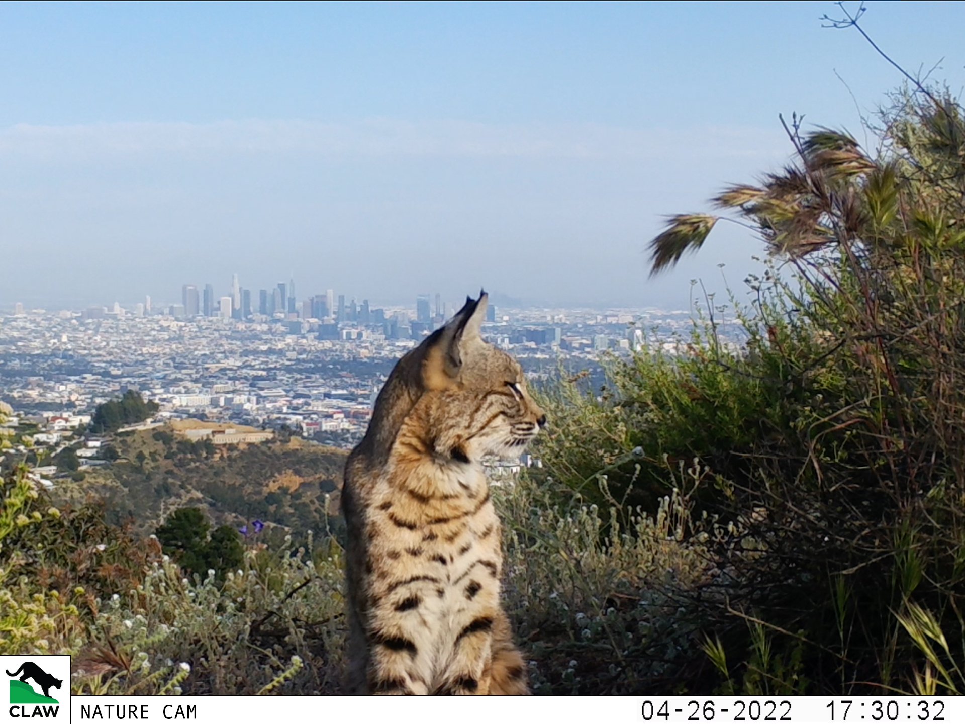 CLAW Nature Cam — Citizens for Los Angeles Wildlife
