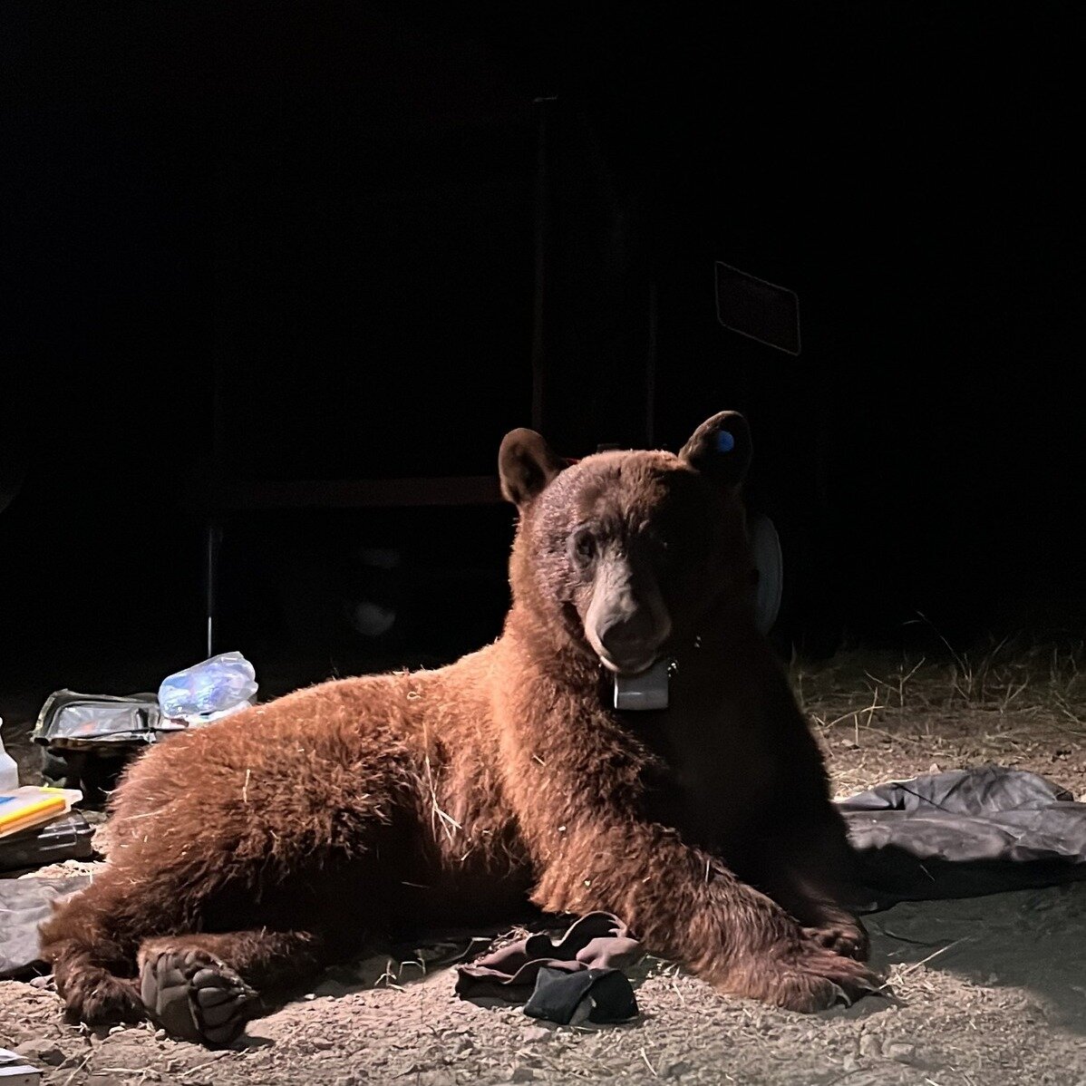 This news is so exciting we could BEARly contain ourselves 🐻 ICYMI - On April 23, the National Park Service captured and collared a black bear (BB-12) in the Santa Monica Mountains. 

BB-12 is the FIRST black bear the NPS has ever tagged in the Sant